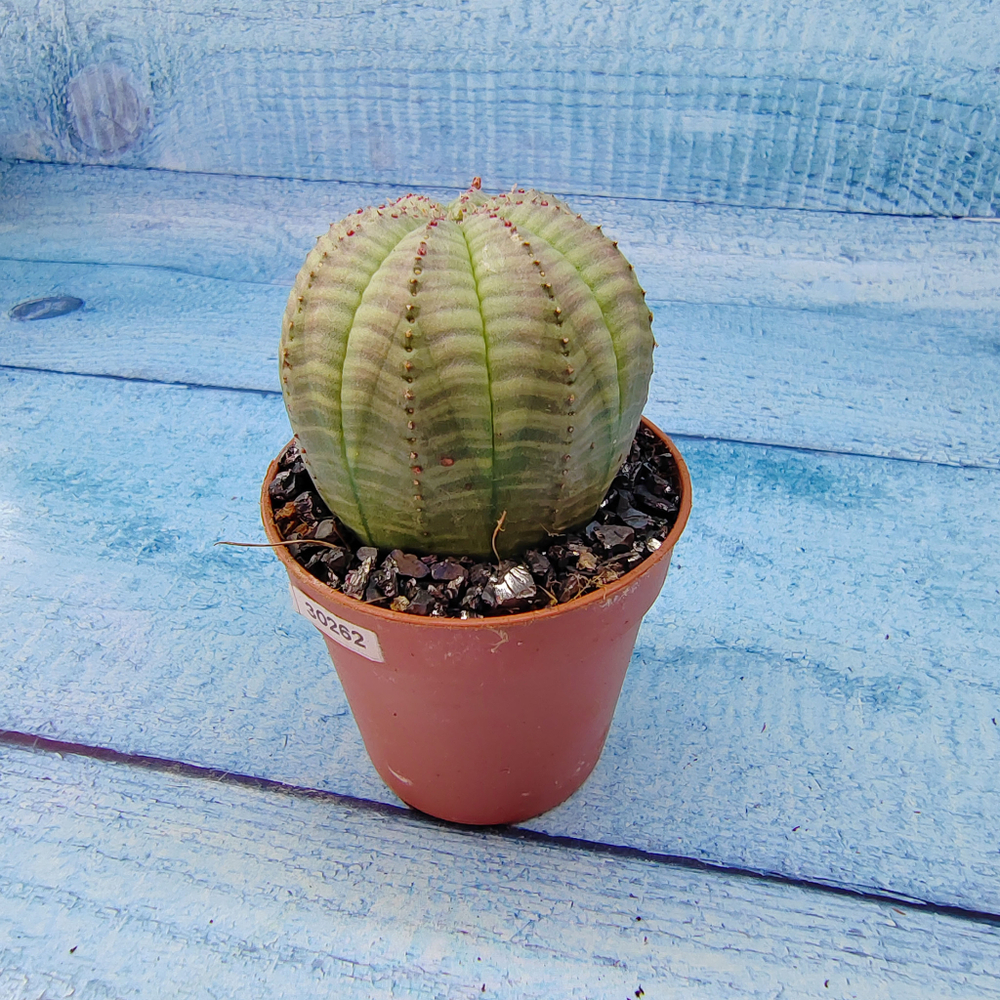 Euphoria Obesa (Эуфорбия)