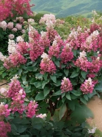 Гортензия метельчатая Пинки Винки