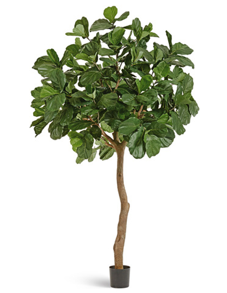 Гигантский фикус Лирата штамбовый 360 см