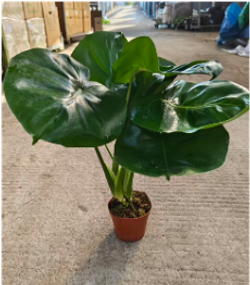 Монстера видовая д.11