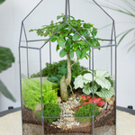 Готовый флорариум бонсай Лигуструм Бонсариум