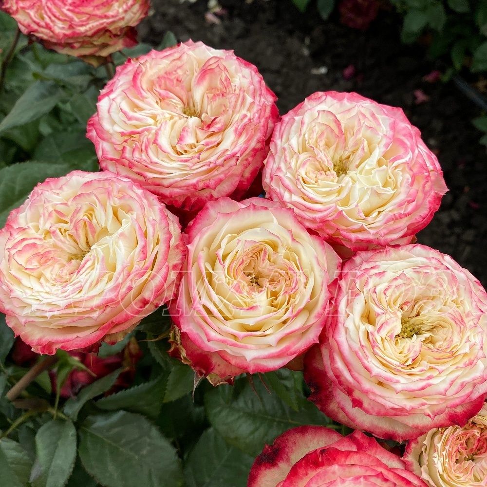 Эппл Джек (Apple Jack)