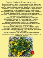 Тимьян Замбези чабрец лимонный пёстролистный почвопокровный