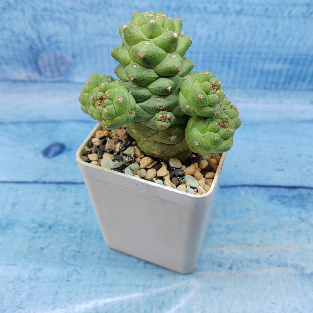 Monadenium Ritchiei (Монадениум)