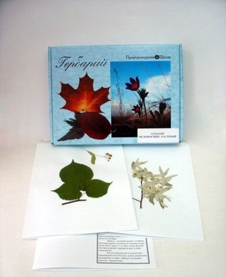 Гербарий «Медоносные растения»