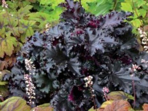 Гейхера Black Taffeta (Блэк Таффита)