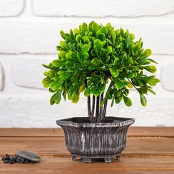 Бонсай в горшке "Листья фикуса" 11х21 см