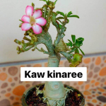 Адениум кристата KAW KINNARI