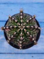 Gymnocalycium T-Rex Pink hybride (Гимнокалициум T-rex)