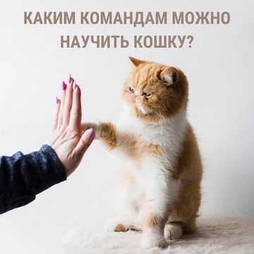 Каким командам можно научить кошку? Каким командам можно научить кошку?