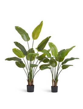 Стрелиция New Style (Sensitive Botanic) 110 см