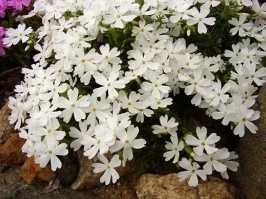 Флокс шиловидный Сноуфлейк Р9 Закупка М36 получение май-июнь 2026