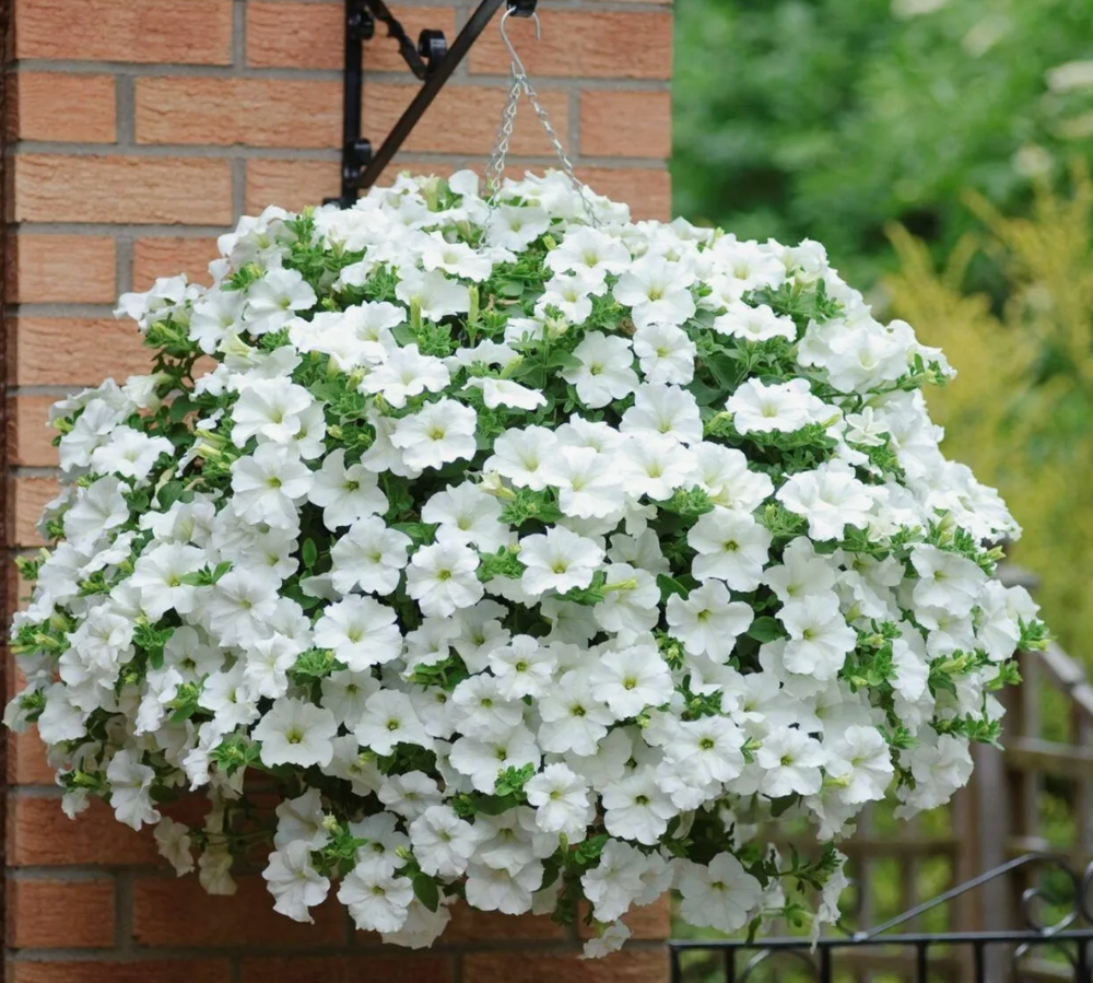 ЕВРО Петуния Presto White укорененный черенок ОКС