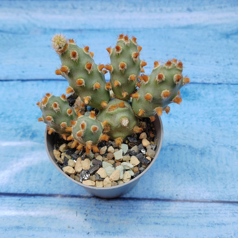 Tephrocactus Molinensis Red Glochids (Тефрокактус)