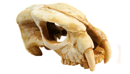 DEKSI Грот "Череп динозавра" №1001