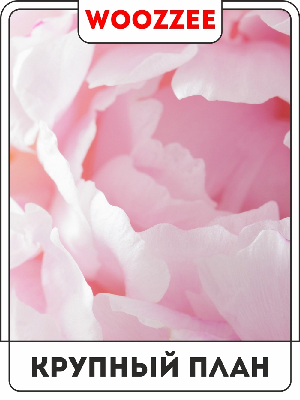 Набор постеров "Перламутровый пион" 3шт.