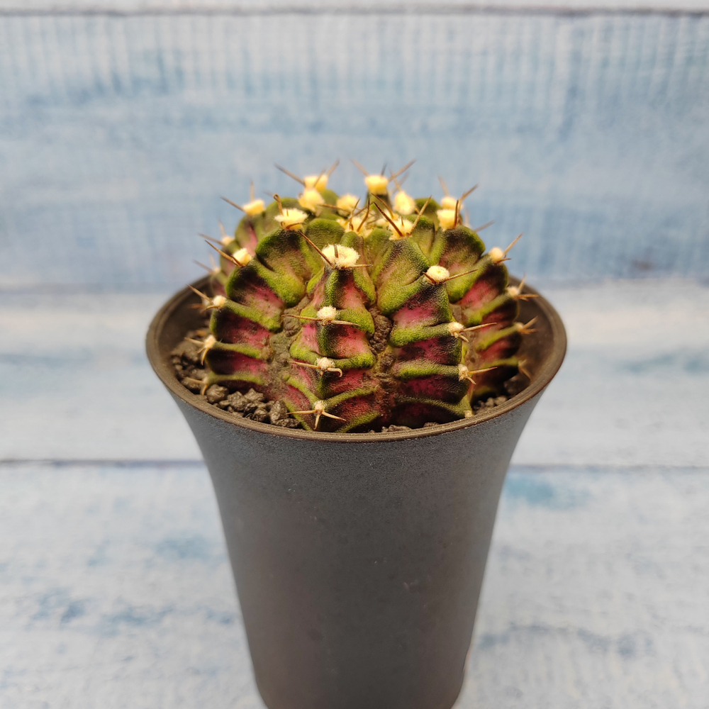 Gymnocalycium T-Rex Pink hybride (Гимнокалициум T-rex)