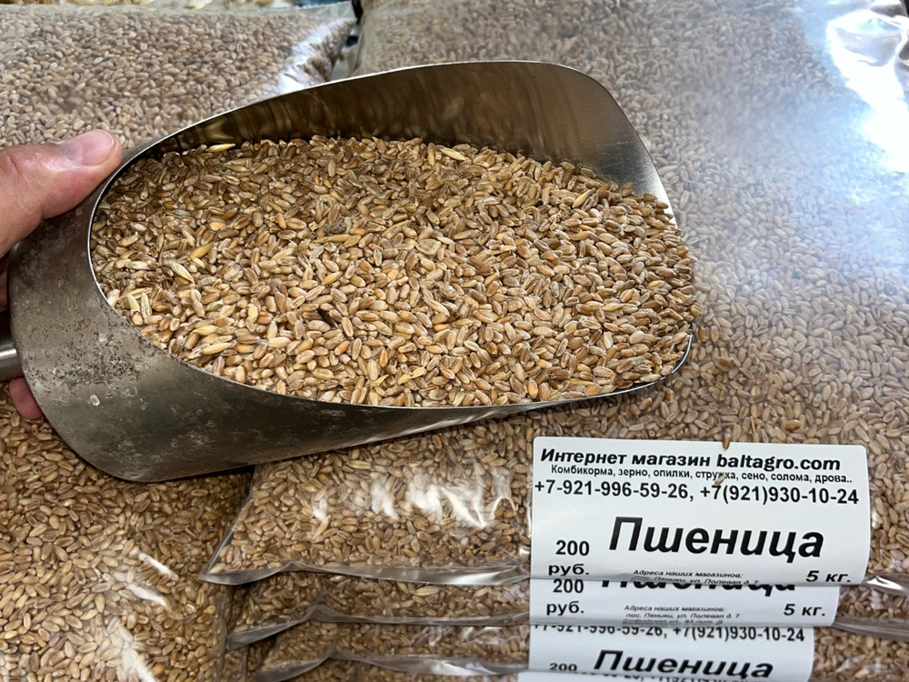 Пшеница 5 кг в Пос Ропша.