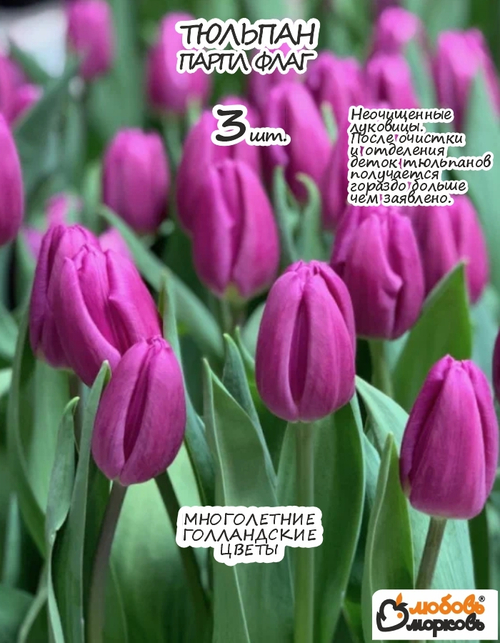 Тюльпан Луковица, Парпл Флаг 3 шт