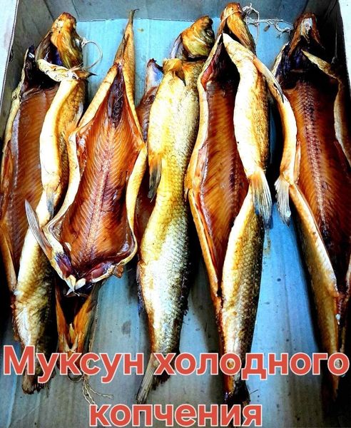 Поступил муксун холодного копчения🔥🔥🔥