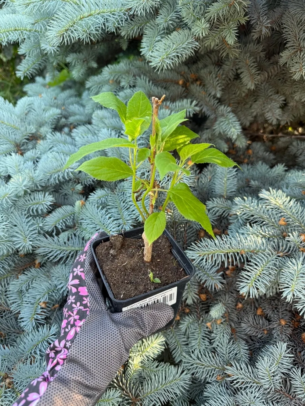 Гортензия древовидная "АННАБЕЛЬ"