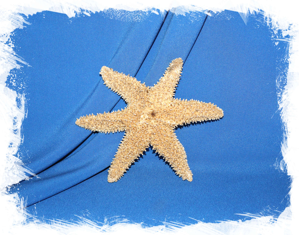 Морская звезда Писастер охрацеус, Pisaster ochraceus, Ochre Star