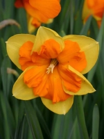 Нарцисс Разрезнокорончатый Конгресс