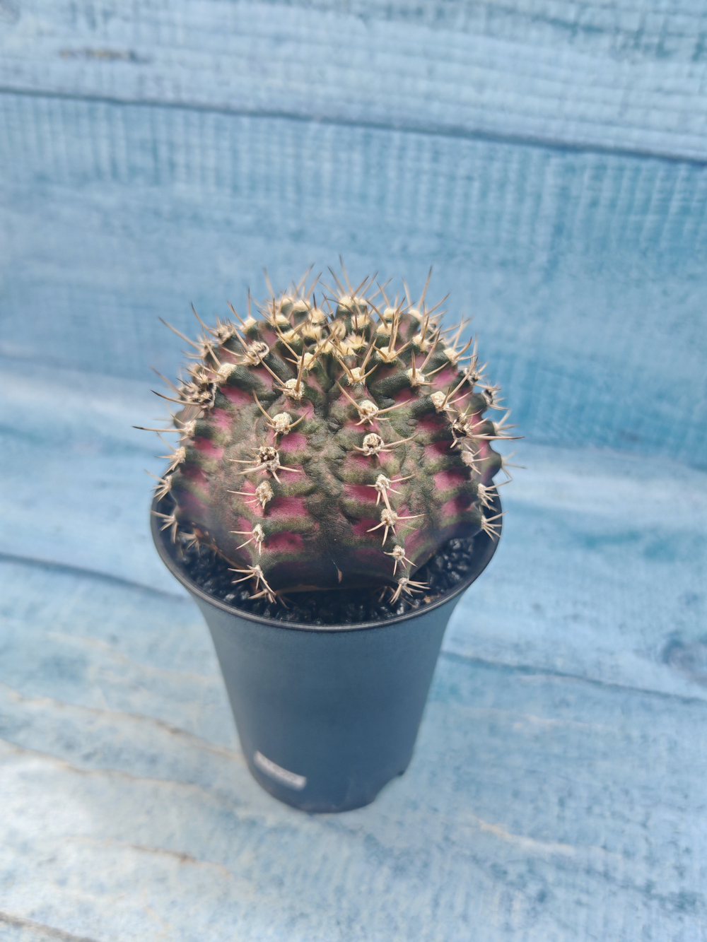 Gymnocalycium T-Rex Pink hybrid (Гимнокалициум T-rex)