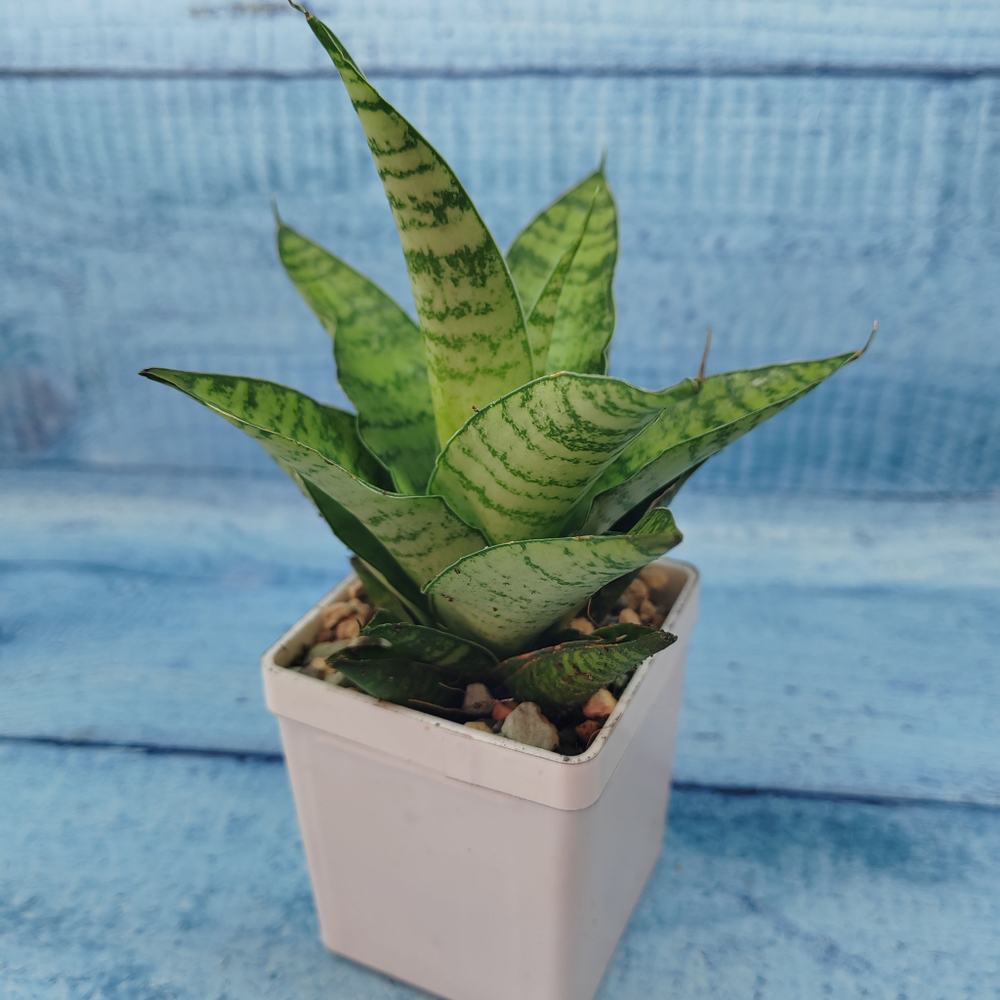 Sansevieria Tough Lady (Сансевиерия)