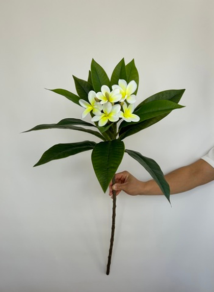 Плюмерия Белая пропилен