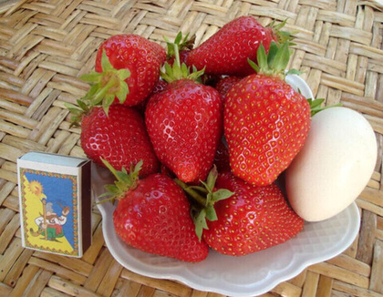 Клубника летняя Альба (ОКС)