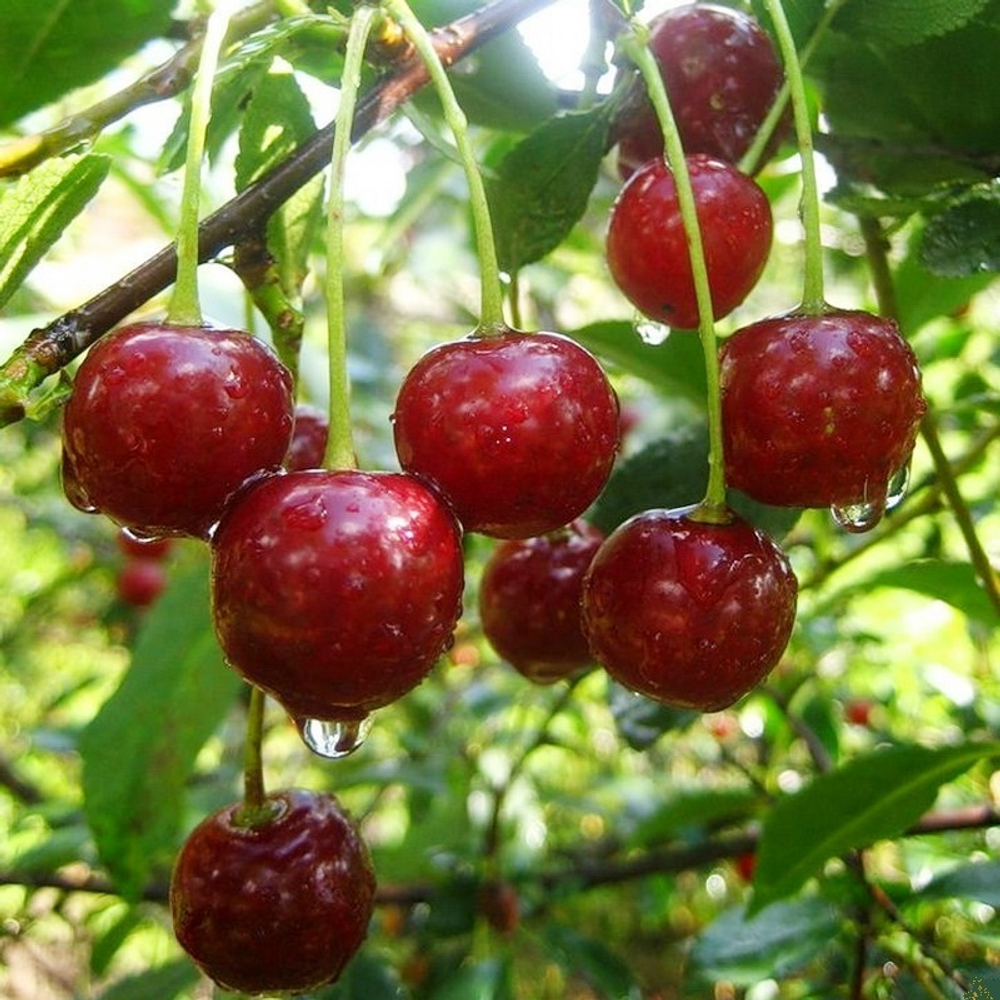 Вишня Подарок учителям