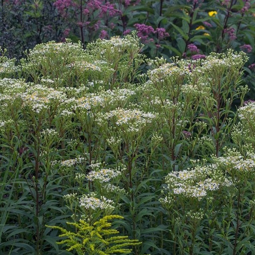 Астра зонтиковидная. Aster umbellatus.