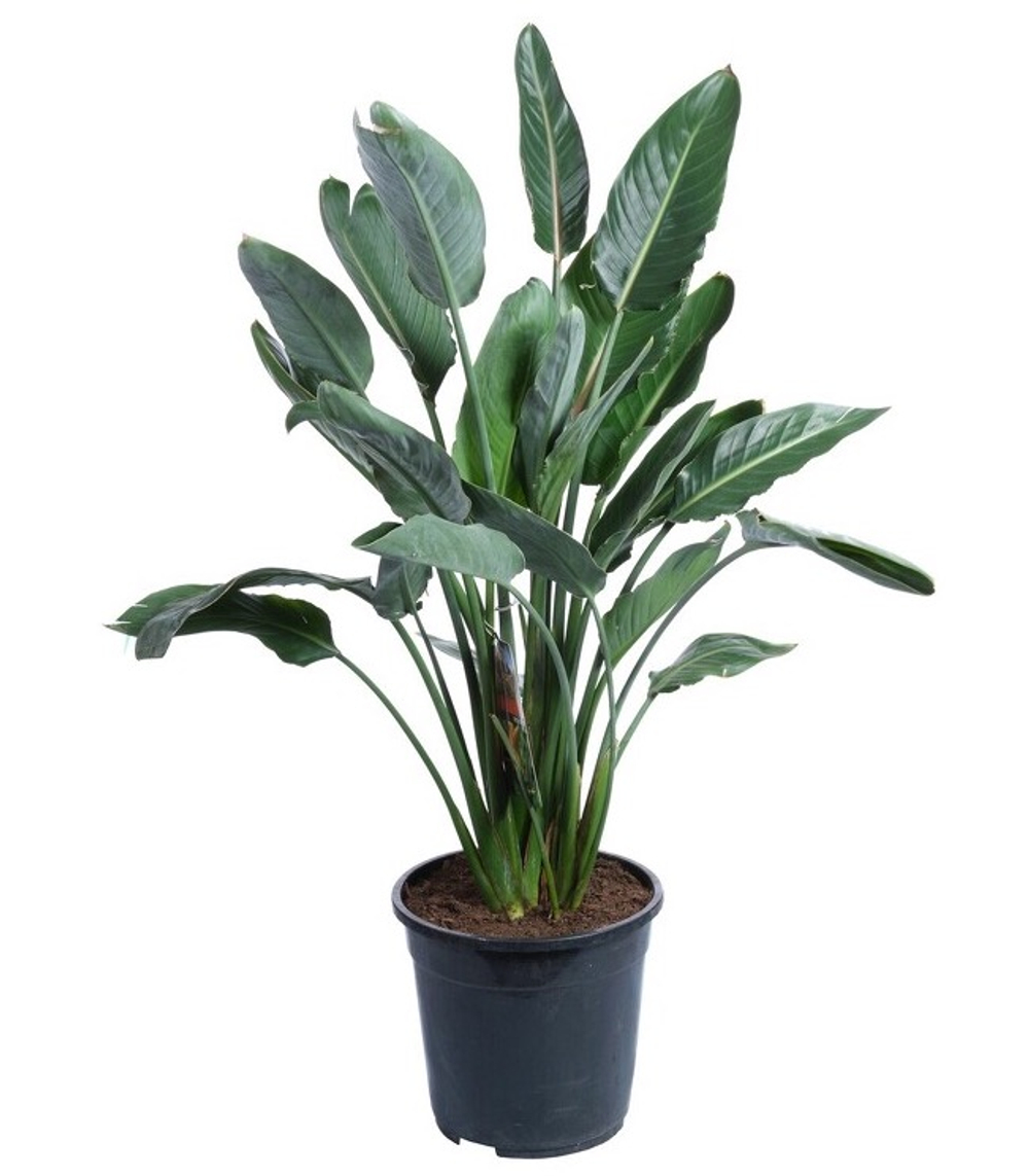 Стрелиция Регина