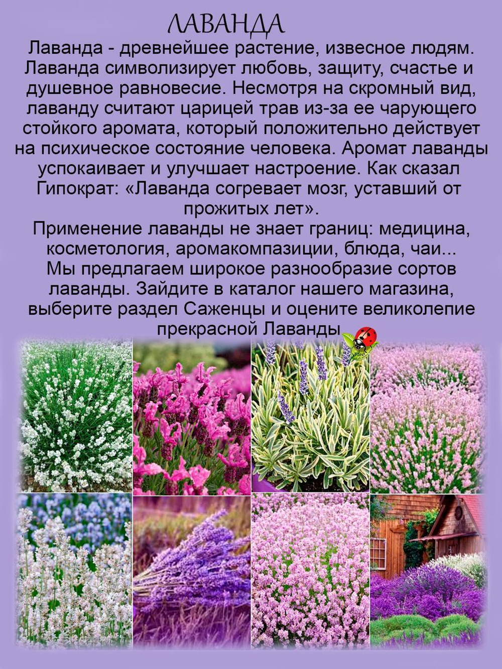 Лаванда Многонадрезная розовая с ароматом орегано