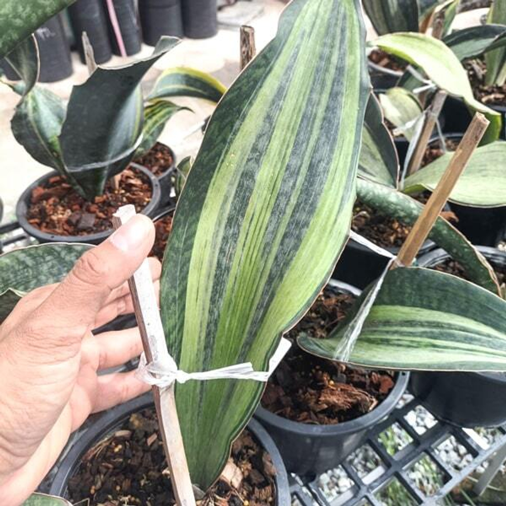 Сансевиерия BRUDA