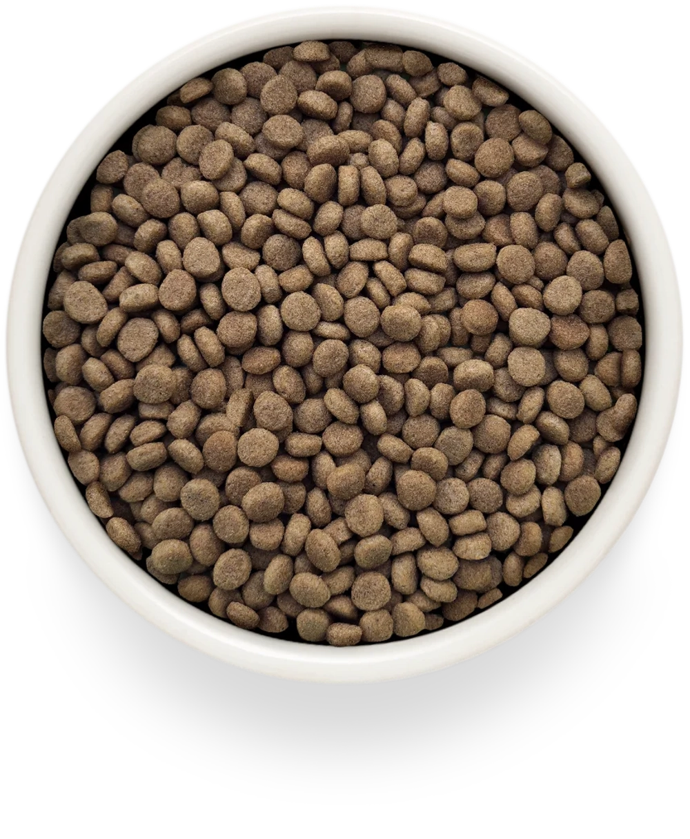 Grandorf GASTROINTESTINAL MODERATE CALORIE, Gluten & Grain Free, Veterinary Diet (Turkey)