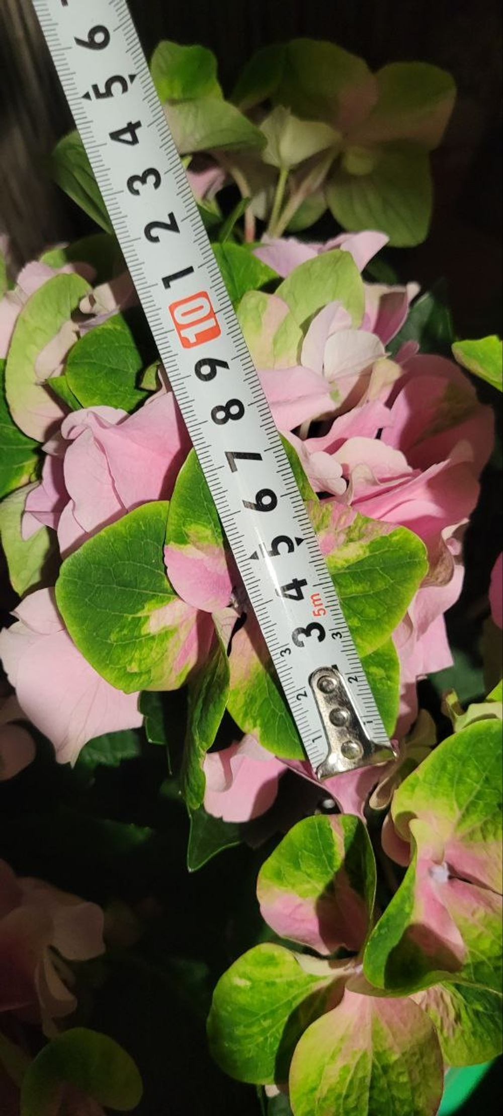 Antiko Fresco Pink/ Антико Фреско пинк P14  (Двухцветный)