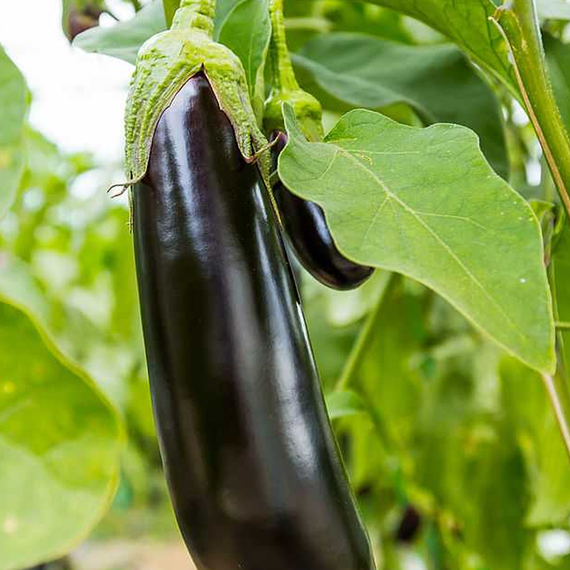 Каратая F1 семена баклажана (Vilmorin / Вильморин) культура – фото 3