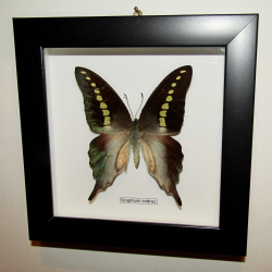 Бабочка Graphium codrus