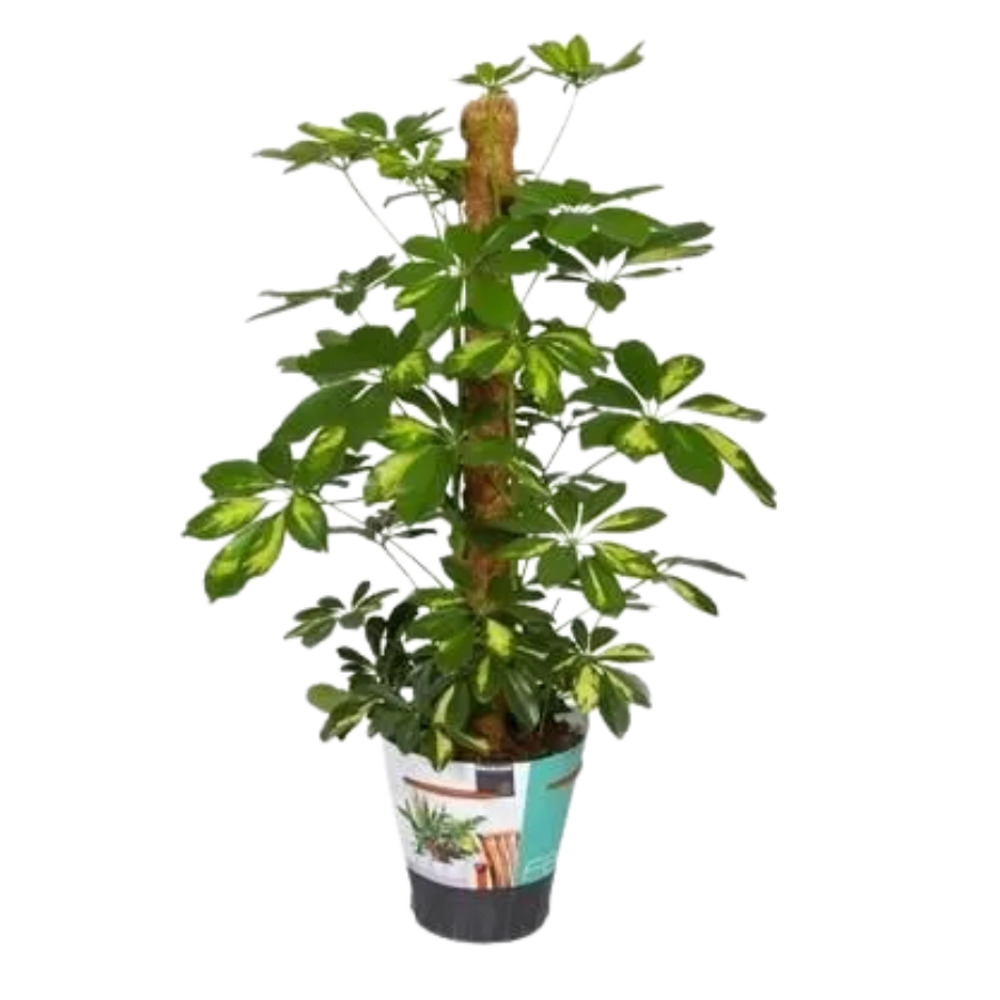 Шефлера на опоре