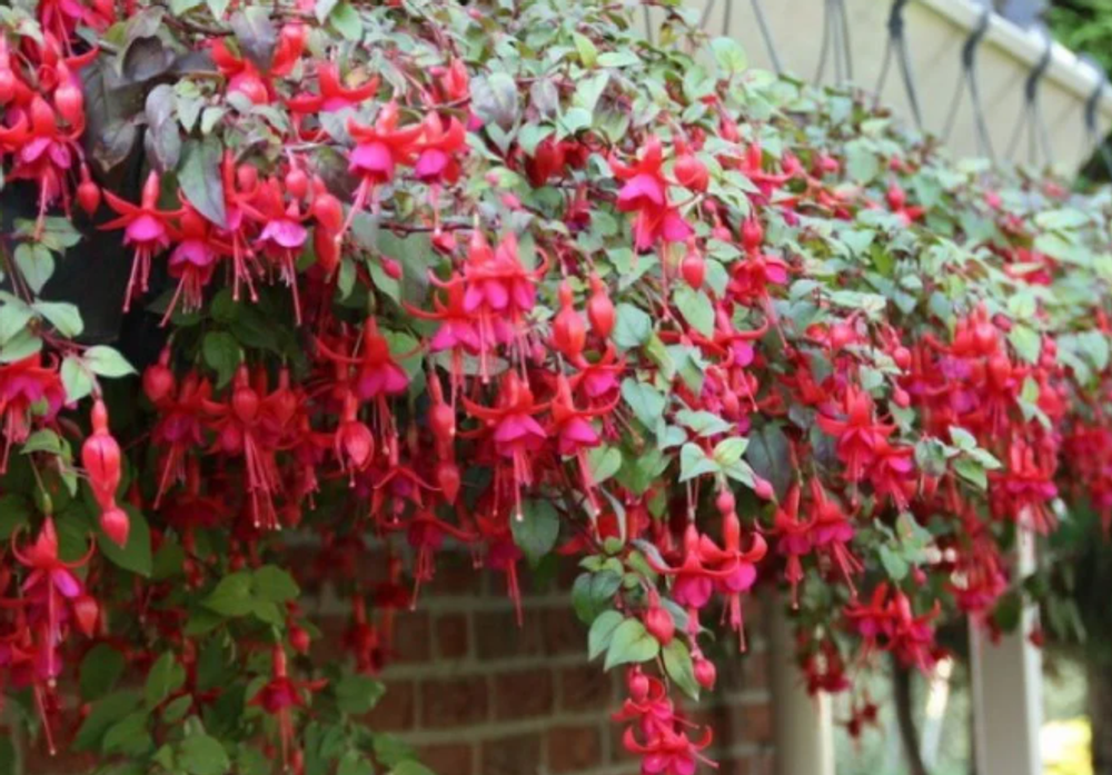 Фуксия Trailing Marinka укоренный черенок ОКС