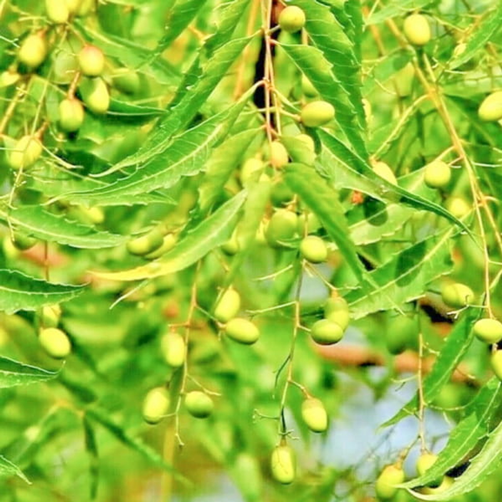 Ним – Azadirachta indica