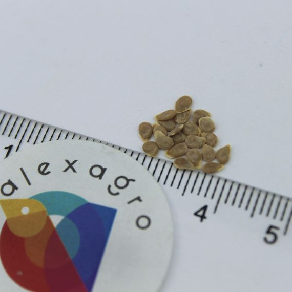 ГС 12 F1 семена томата детерминантного (Syngenta) отзывы