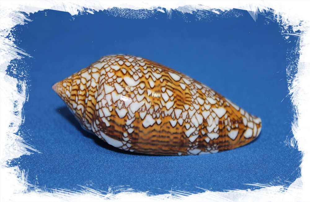 Конус Текстиле