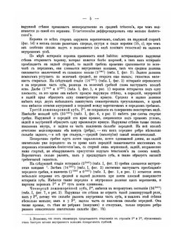 Остеология. Epiaceratherium turgaicum nov. sp | А. А. Борисяк