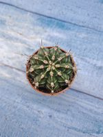 Gymnocalycium Friedrichii (Гимнокалициум)