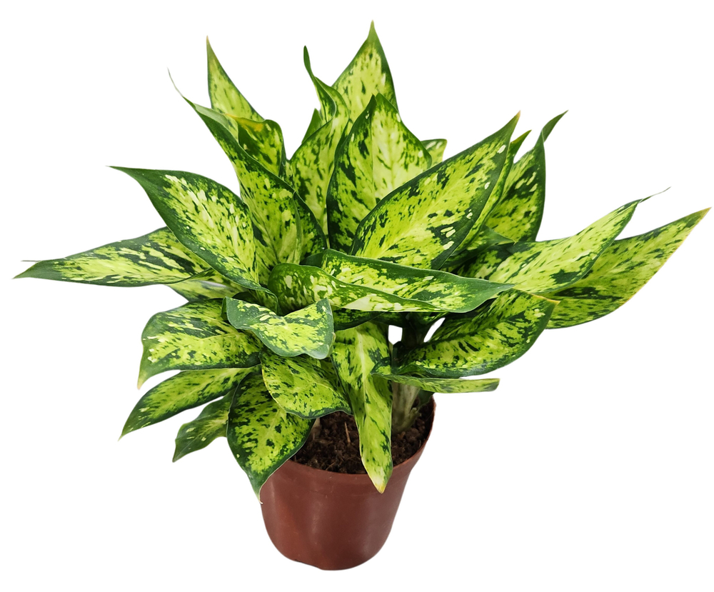 Диффенбахия Брайт Стар