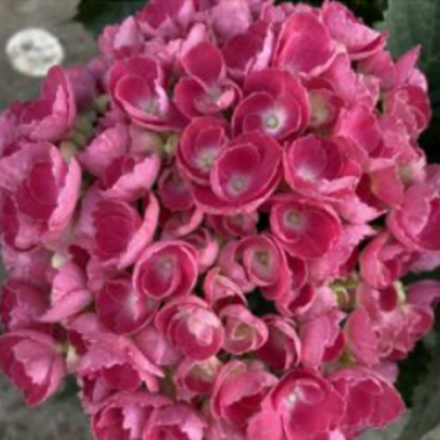 «Bric a Brac Pink» С5