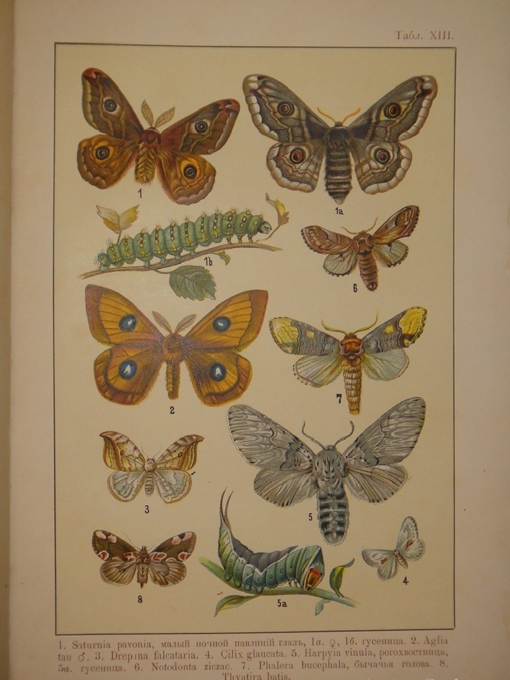 "Бабочки Европы. Описание наиболее известных видов и руководство к собиранию и определению бабочек и их гусениц". 1904г.